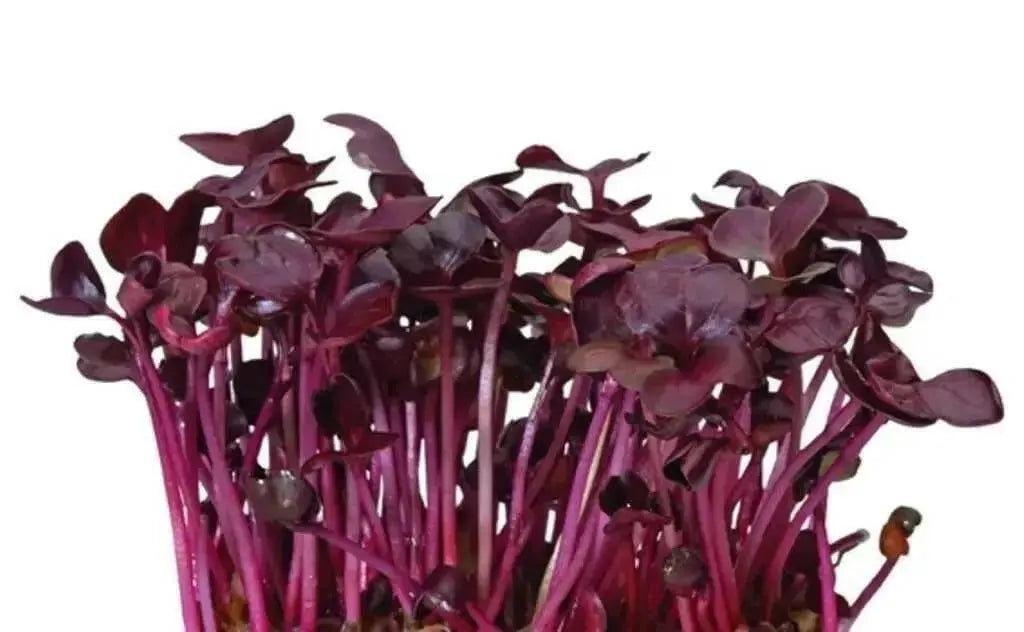 Red Rambo, Radish seeds ,Asian Vegetable - Caribbean garden seed