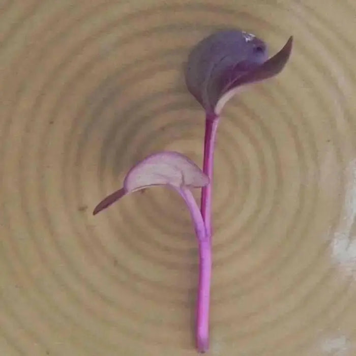 Red Rambo, Radish seeds ,Asian Vegetable - Caribbean garden seed