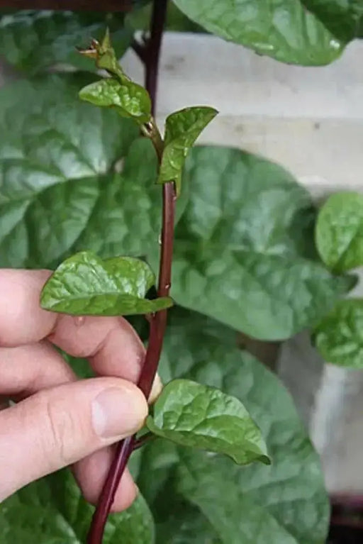 RED Malabar spinach Seeds,- Asian vegetable, - Caribbean garden seed