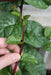 RED Malabar spinach Seeds,- Asian vegetable, - Caribbean garden seed