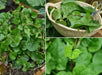 RED Malabar spinach Seeds,- Asian vegetable, - Caribbean garden seed