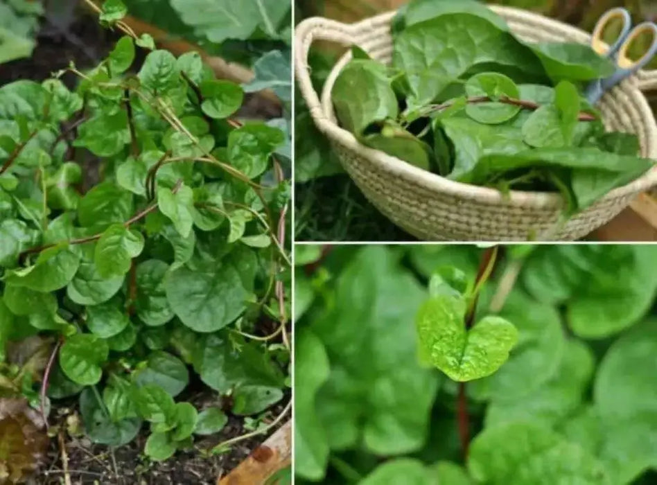 RED Malabar spinach Seeds,- Asian vegetable, - Caribbean garden seed