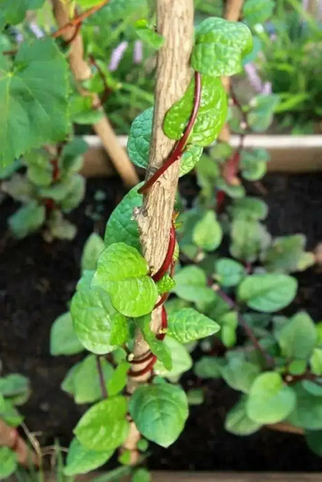 RED Malabar spinach Seeds,- Asian vegetable, - Caribbean garden seed