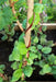 RED Malabar spinach Seeds,- Asian vegetable, - Caribbean garden seed