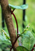 RED Malabar spinach Seeds,- Asian vegetable, - Caribbean garden seed