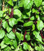 RED Malabar spinach Seeds,- Asian vegetable, - Caribbean garden seed