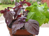 Red Perilla HERB Seeds/Shiso, Purple Mint, Asian Vegetable - Caribbean garden seed