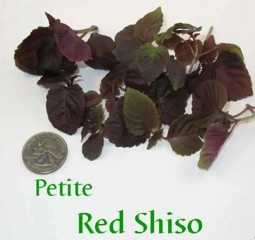 Red Perilla HERB Seeds/Shiso, Purple Mint, Asian Vegetable - Caribbean garden seed
