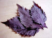 Red Perilla HERB Seeds/Shiso, Purple Mint, Asian Vegetable - Caribbean garden seed