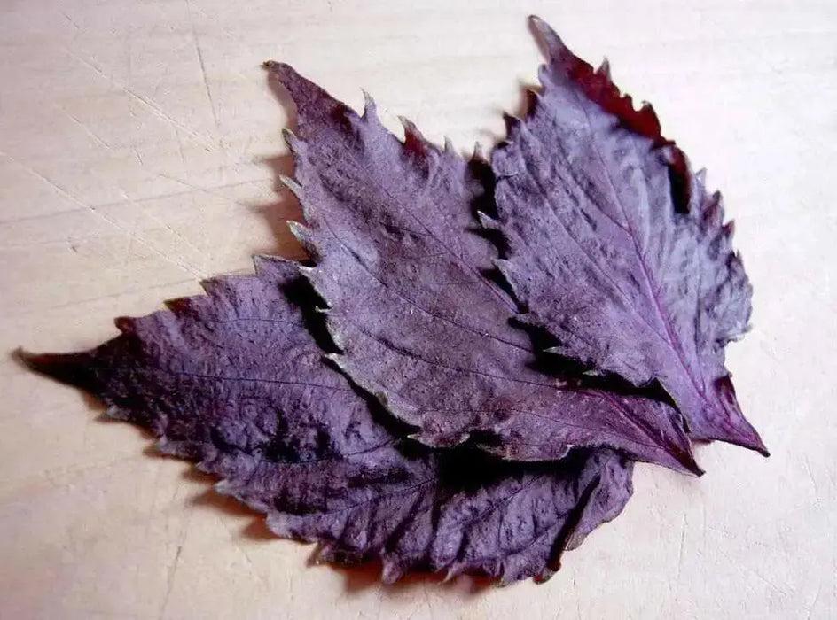 Red Perilla HERB Seeds/Shiso, Purple Mint, Asian Vegetable - Caribbean garden seed