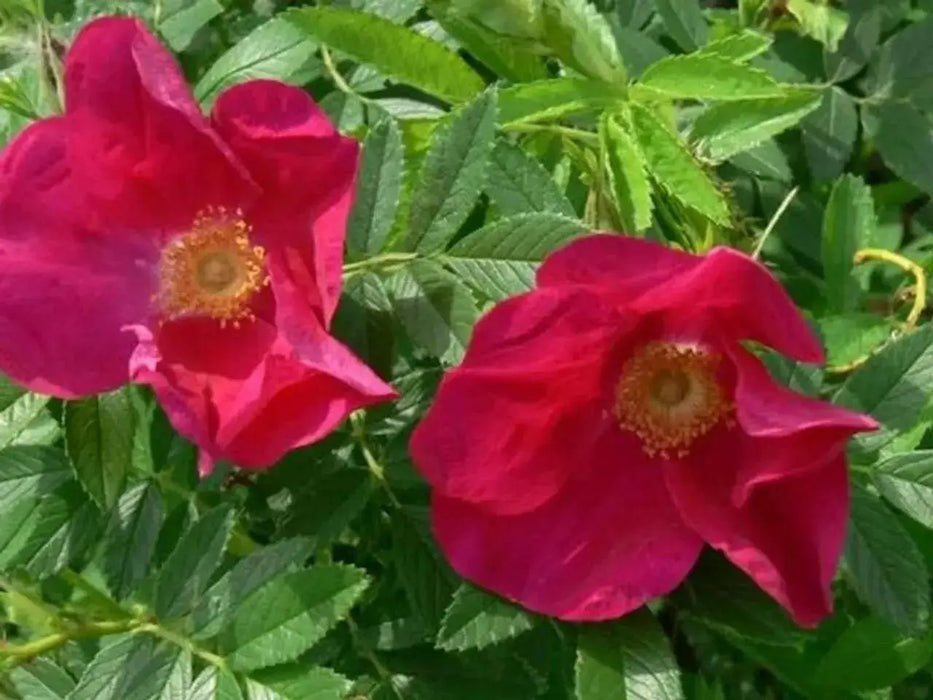 RED Rugosa Rose, Seed, PERENNIAL SHRUB - Caribbean garden seed