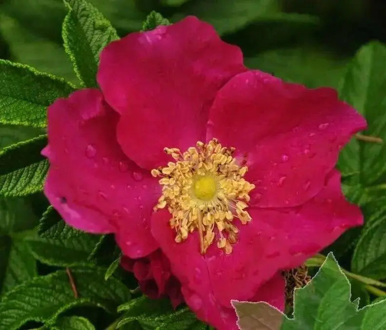 RED Rugosa Rose, Seed, PERENNIAL SHRUB - Caribbean garden seed