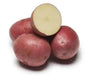 Red Pontiac Potato  /tuber,versatile and flavorful - Caribbean garden seed