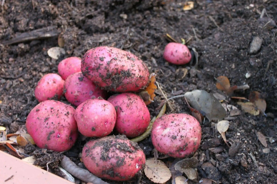 Red Pontiac Potato  /tuber,versatile and flavorful - Caribbean garden seed