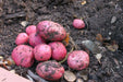 Red Pontiac Potato  /tuber,versatile and flavorful - Caribbean garden seed