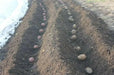 Red Pontiac Potato  /tuber,versatile and flavorful - Caribbean garden seed