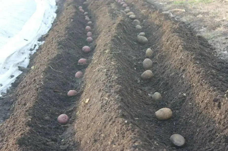 Red Pontiac Potato  /tuber,versatile and flavorful - Caribbean garden seed