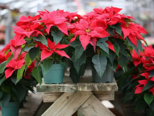 RED Poinsettias LIVE PLANS, 3'POT - Beautiful Holiday Houseplant - Caribbean garden seed
