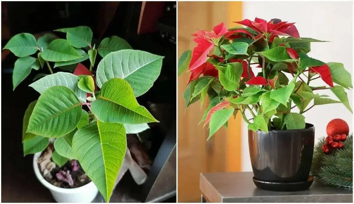 RED Poinsettias LIVE PLANS, 3'POT - Beautiful Holiday Houseplant - Caribbean garden seed