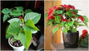 RED Poinsettias LIVE PLANS, 3'POT - Beautiful Holiday Houseplant - Caribbean garden seed