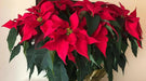 RED Poinsettias LIVE PLANS, 3'POT - Beautiful Holiday Houseplant - Caribbean garden seed