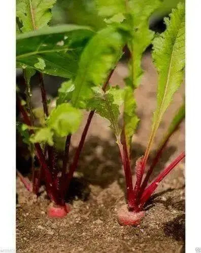 Red Round Japanese Turnip seed, asian Vegetable - Caribbean garden seed