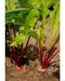 Red Round Japanese Turnip seed, asian Vegetable - Caribbean garden seed