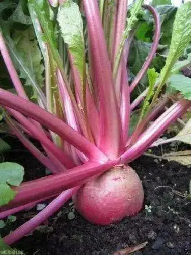 Red Round Japanese Turnip seed, asian Vegetable - Caribbean garden seed