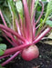 Red Round Japanese Turnip seed, asian Vegetable - Caribbean garden seed