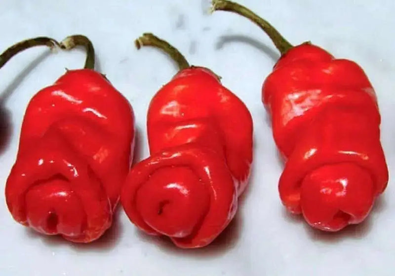 Red Peter Pepper Seeds (Capsicum annuum)  Penis Pepper, - Caribbean garden seed