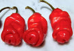 Red Peter Pepper Seeds (Capsicum annuum)  Penis Pepper, - Caribbean garden seed