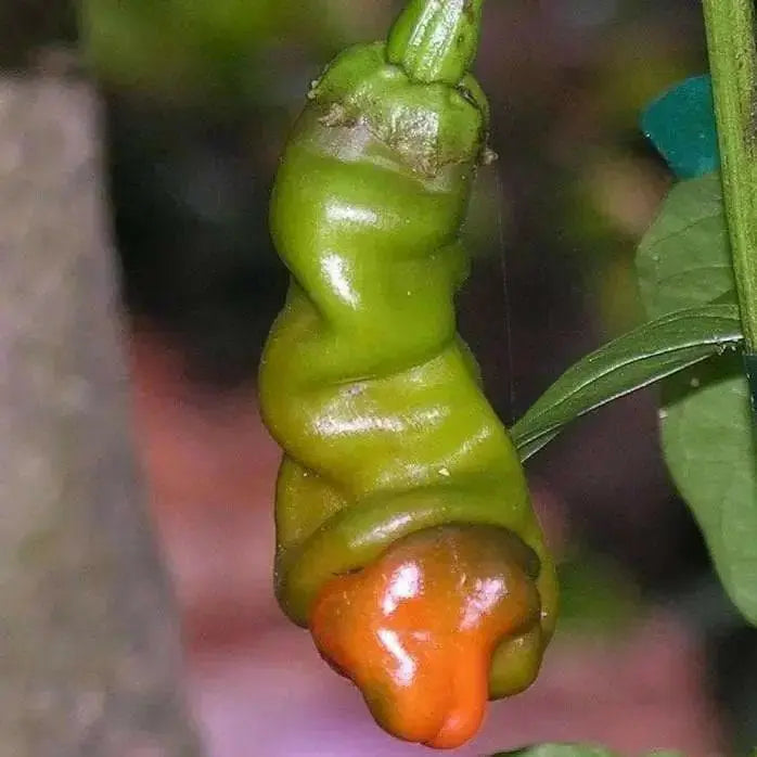 Red Peter Pepper Seeds (Capsicum annuum)  Penis Pepper, - Caribbean garden seed