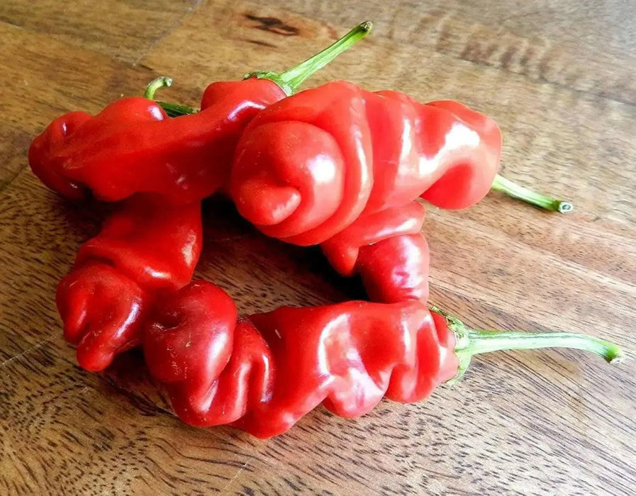 Red Peter Pepper Seeds (Capsicum annuum)  Penis Pepper, - Caribbean garden seed