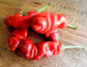 Red Peter Pepper Seeds (Capsicum annuum)  Penis Pepper, - Caribbean garden seed