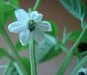 Red Peter Pepper Seeds (Capsicum annuum)  Penis Pepper, - Caribbean garden seed