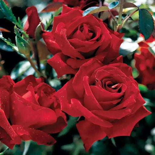 RED Rose BUSH (1 Plant) Ornamental, Outdoor SHRUB - Caribbean garden seed