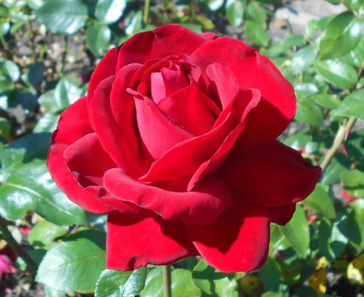 RED Rose BUSH (1 Plant) Ornamental, Outdoor SHRUB - Caribbean garden seed