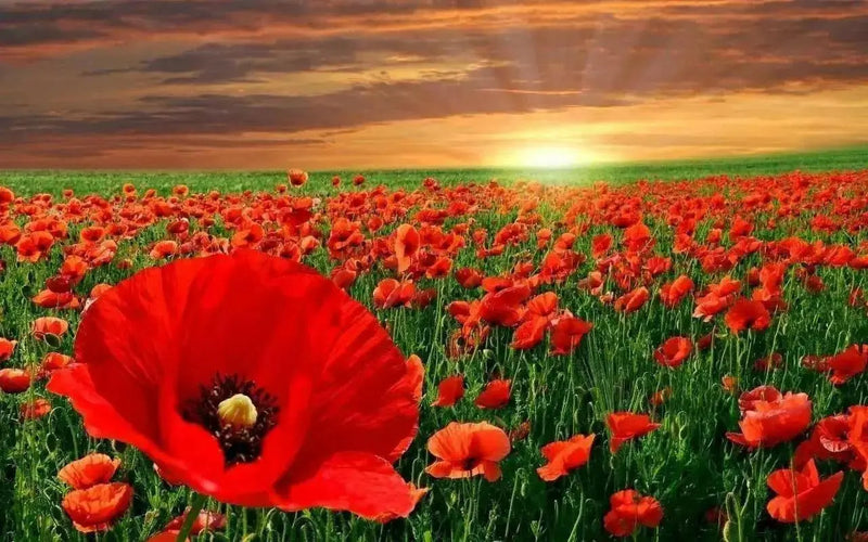 Red Poppy (Papaver Rhoeas)  Flowers Seeds - Caribbean garden seed