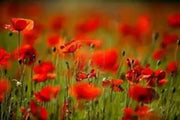 Red Poppy (Papaver Rhoeas)  Flowers Seeds - Caribbean garden seed