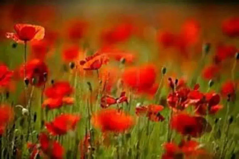 Red Poppy (Papaver Rhoeas)  Flowers Seeds - Caribbean garden seed