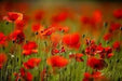 Red Poppy (Papaver Rhoeas)  Flowers Seeds - Caribbean garden seed