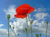 Red Poppy (Papaver Rhoeas)  Flowers Seeds - Caribbean garden seed