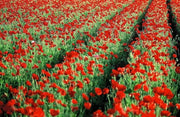 Red Poppy (Papaver Rhoeas)  Flowers Seeds - Caribbean garden seed