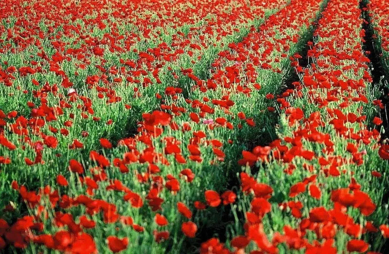 Red Poppy (Papaver Rhoeas)  Flowers Seeds - Caribbean garden seed