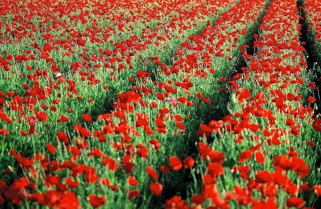 Red Poppy (Papaver Rhoeas)  Flowers Seeds - Caribbean garden seed