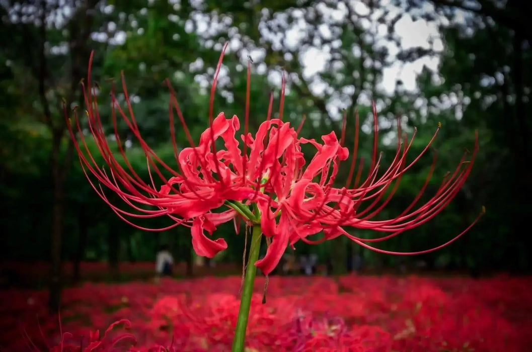 Red Spider Lily Bulbs ,Lycoris radiata - Caribbean garden seed