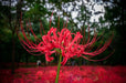 Red Spider Lily Bulbs ,Lycoris radiata - Caribbean garden seed