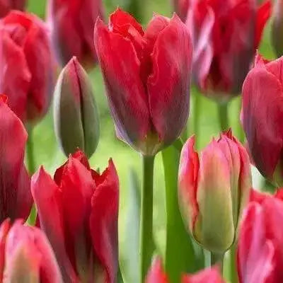 Red Spring Green ,Tulip Bulbs , Fall Planting - Caribbean garden seed