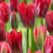 Red Spring Green ,Tulip Bulbs , Fall Planting - Caribbean garden seed