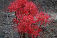 Red Spider Lily Bulbs ,Lycoris radiata - Caribbean garden seed